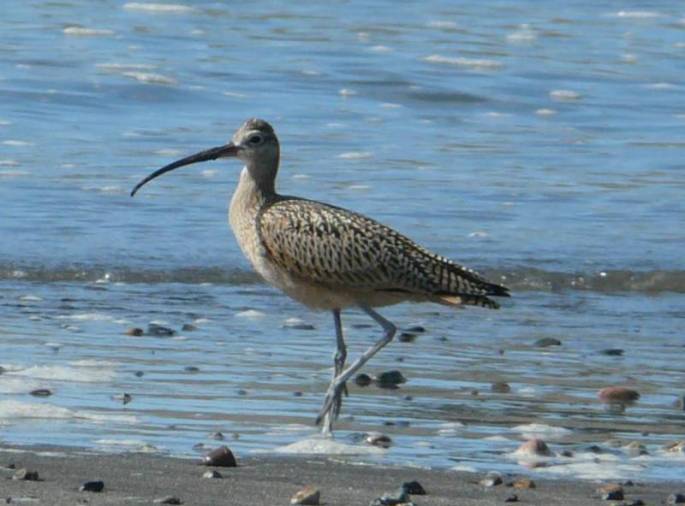 long-billed curlew