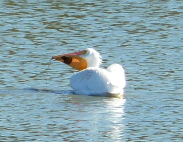 pelican swimming pelican swimming