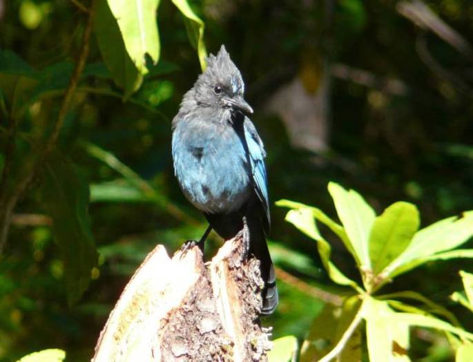 steller's jay