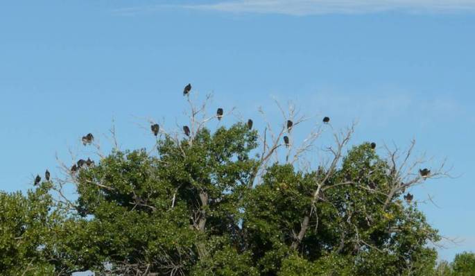 turkey vulure roost
