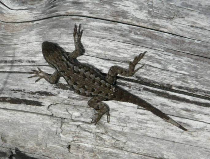 western fence lizard 1