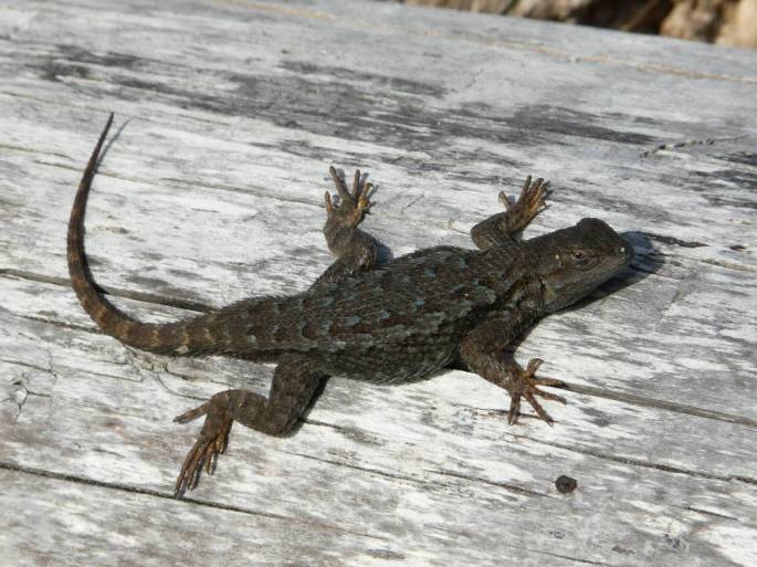 western fence lizard 2