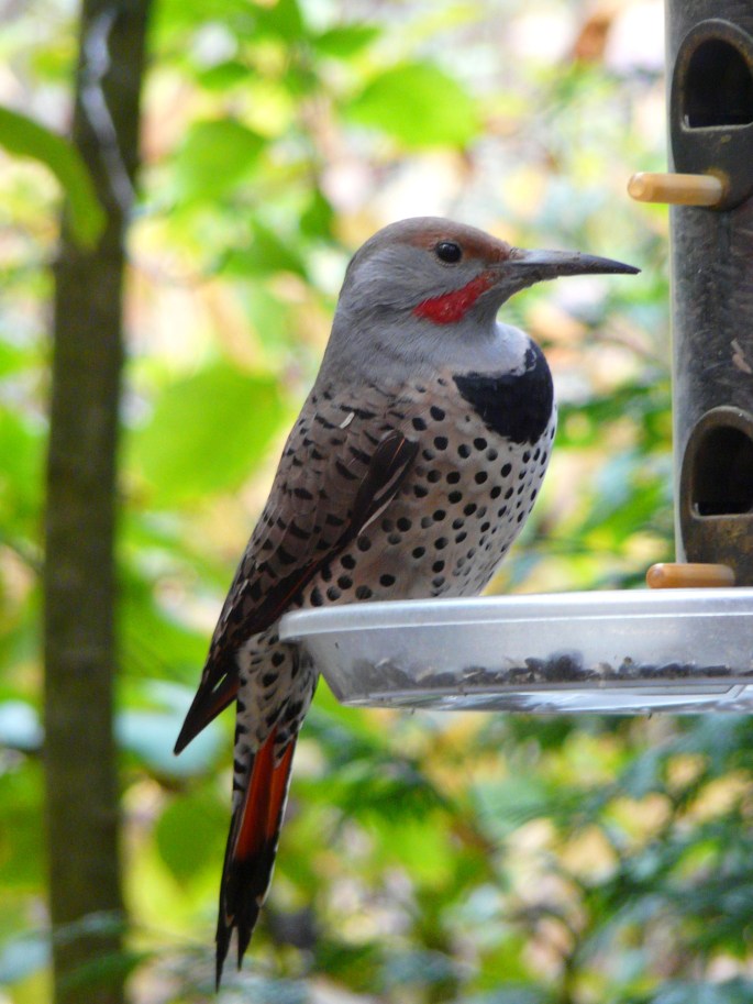 northern flicker male