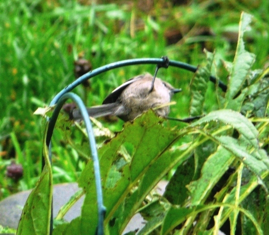 bushtit one foot