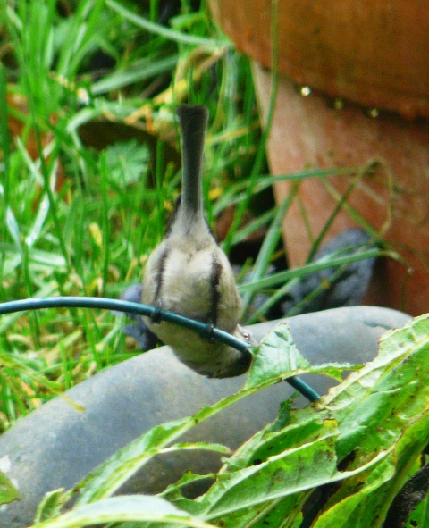 bushtit upside down