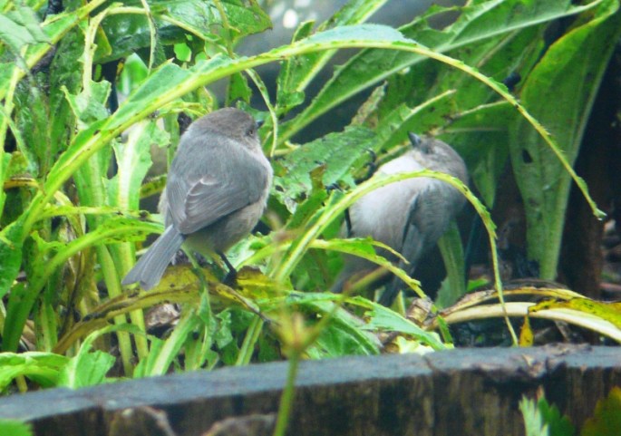 bushtits3