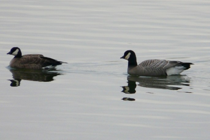 cackling geese