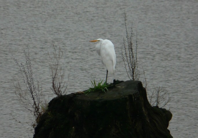 great egret