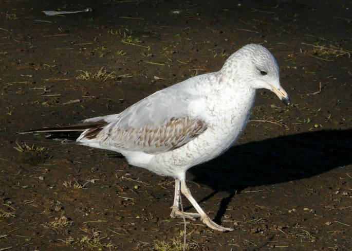 ring-billed 1st cycle