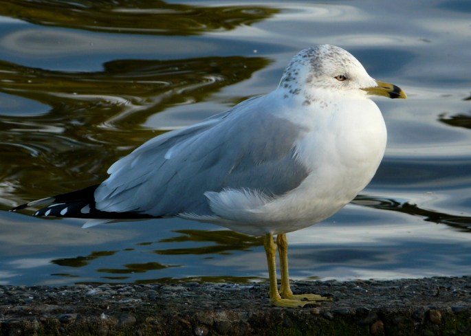 ring-billed adult