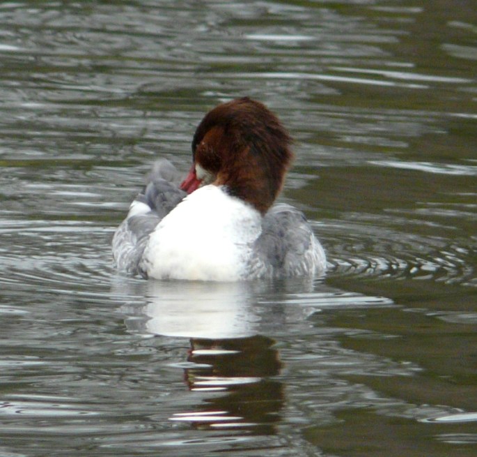 common merganser preaning