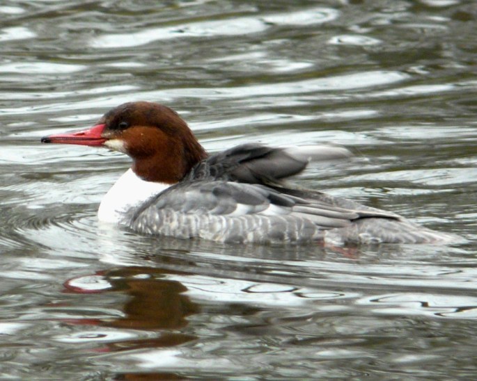 common merganser profile