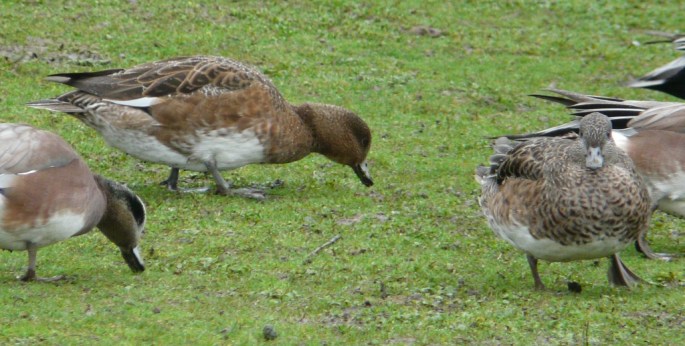 eurasian wigeon