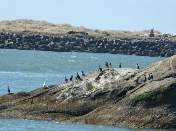cormorants