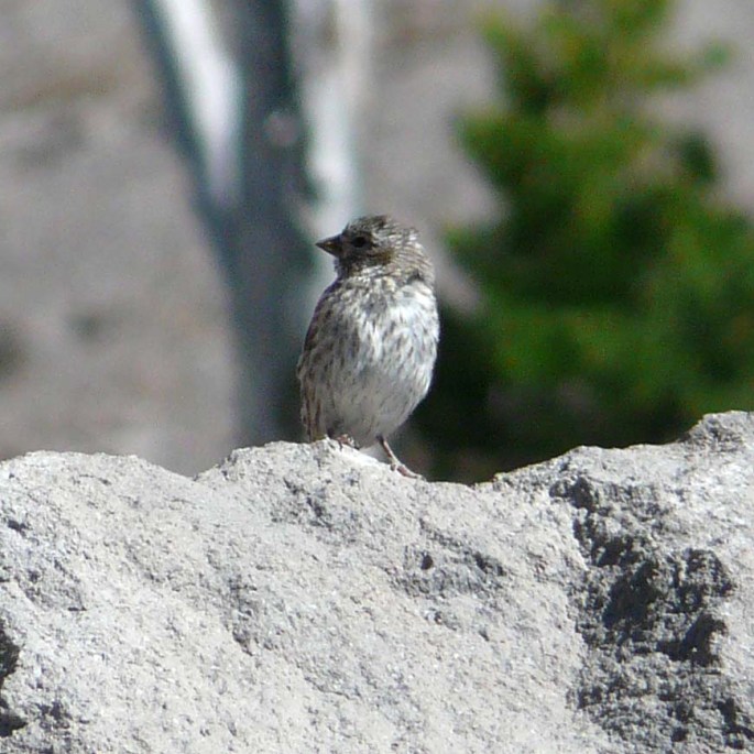 cassin's finch.jpg