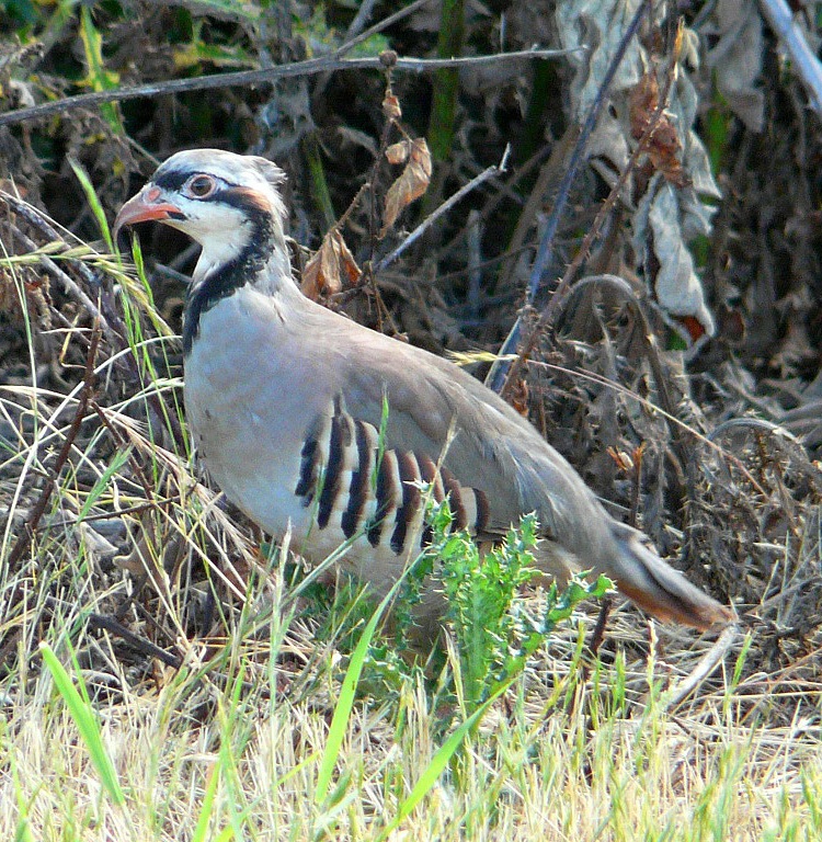 chukar