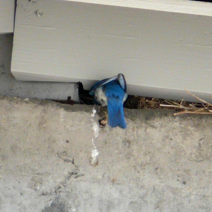 mt bluebird at nest.jpg