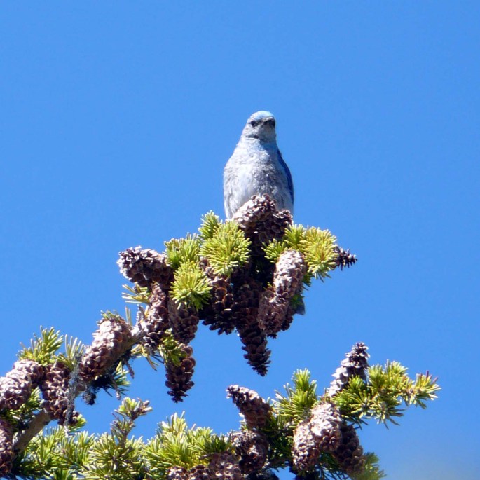 mt bluebird male.jpg