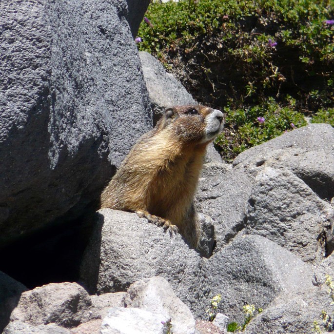 yellow-bellied marmot.jpg
