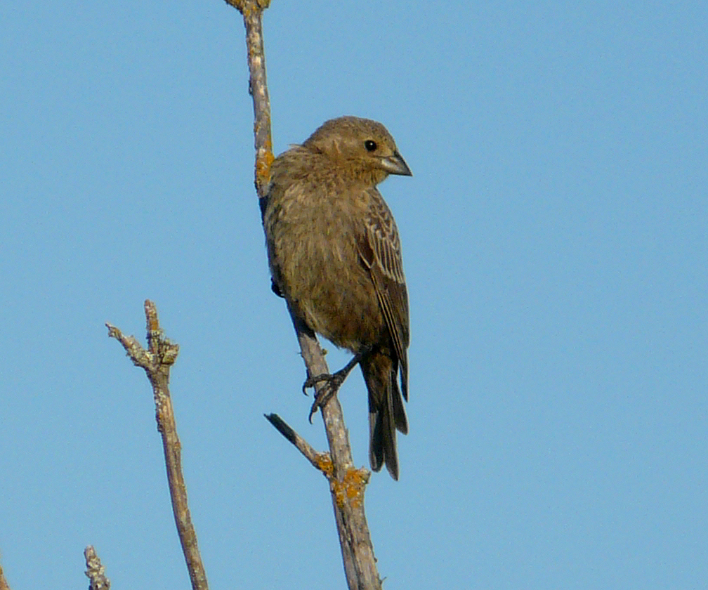 brown-headed cowbird.jpg