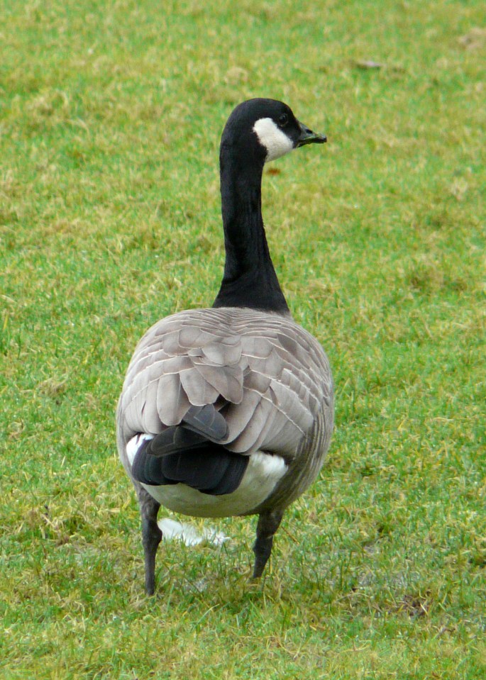 Lesser Canada Goose.jpg