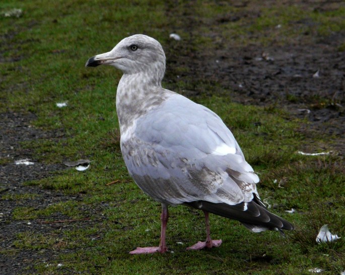 Herring Gull second cycle.jpg