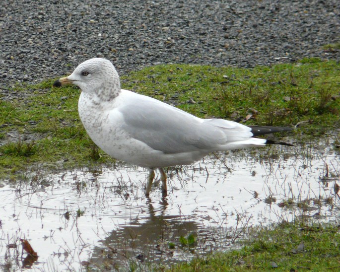 Ring-billed Gull second cycle.jpg