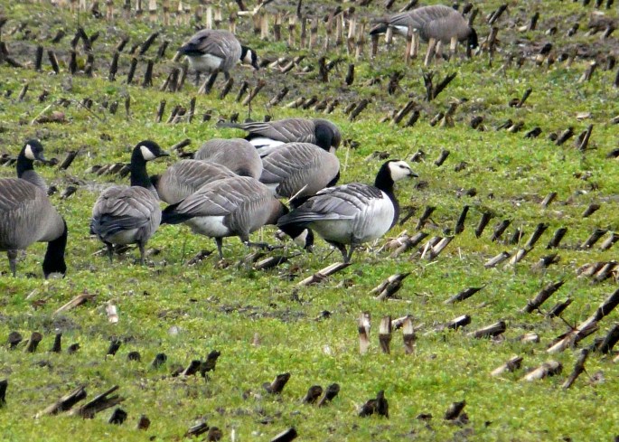 barnacle goose 1