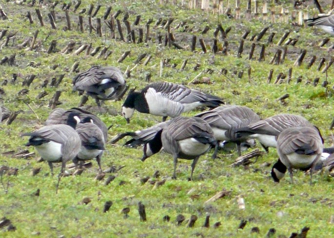 barnacle goose 2