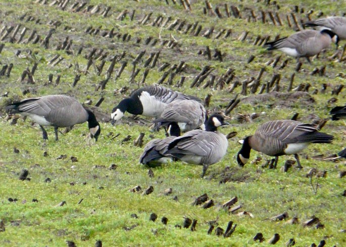 barnacle goose 3