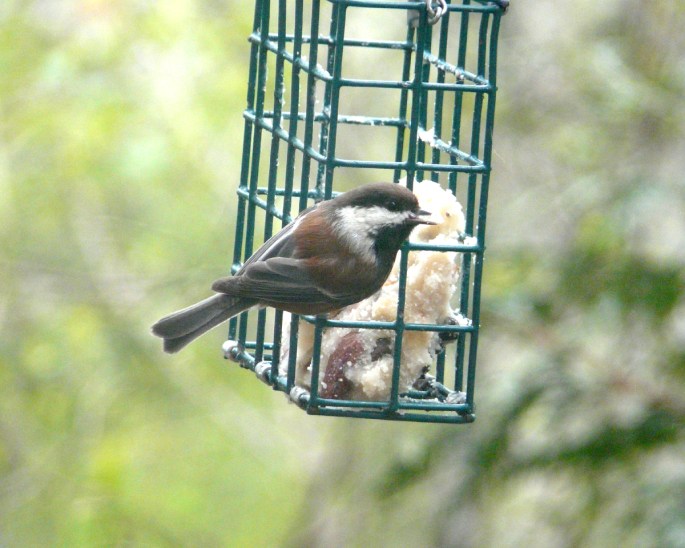 chestnut-backed back