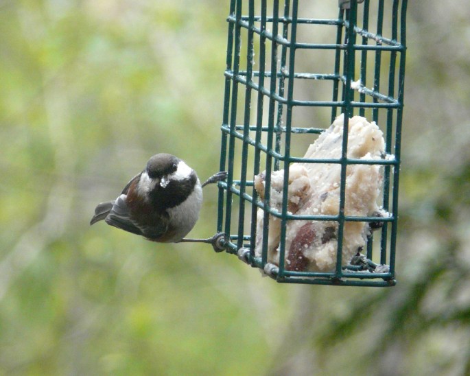 chestnut-backed front