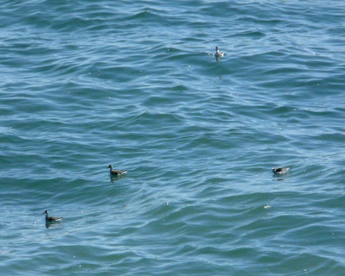 red-necked phalaropes
