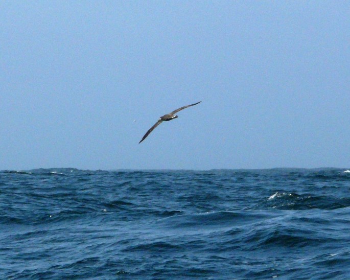 bf albatross in flight