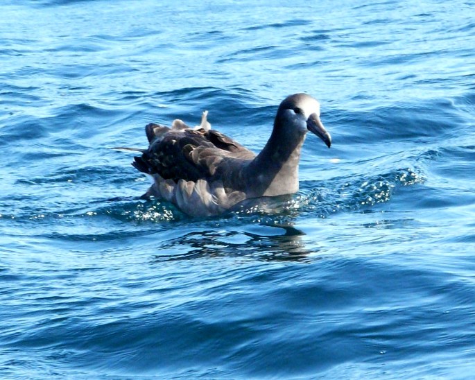black-footed albatross