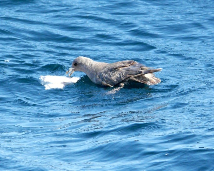 northern fulmar