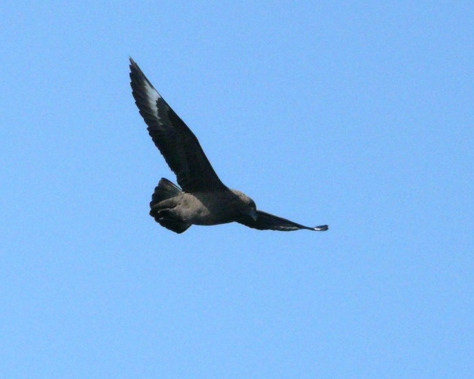 south polar skua flight