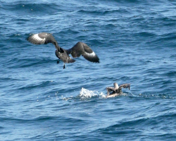 sp skua and n fulmar