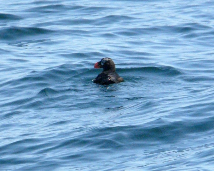 tufted puffin