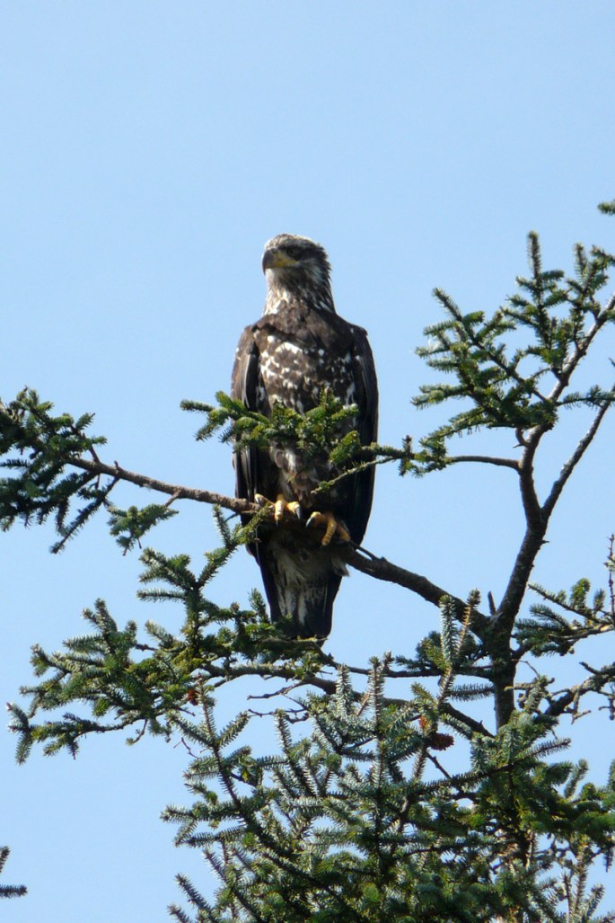 bald eagle 1