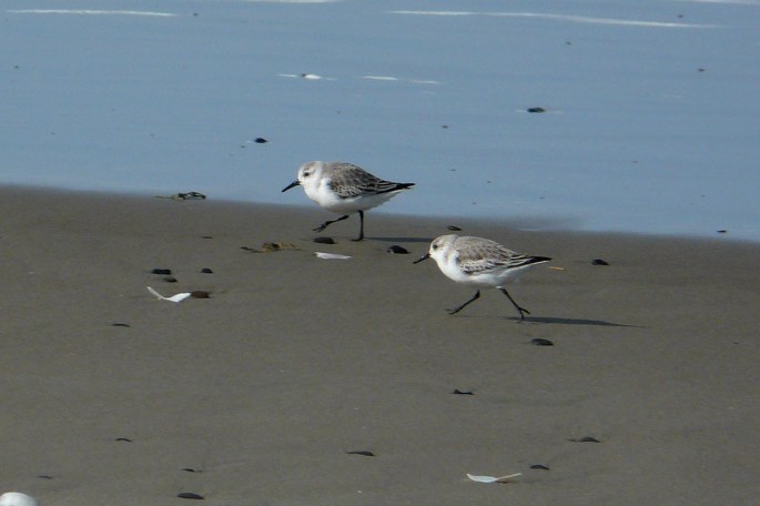 sanderlings