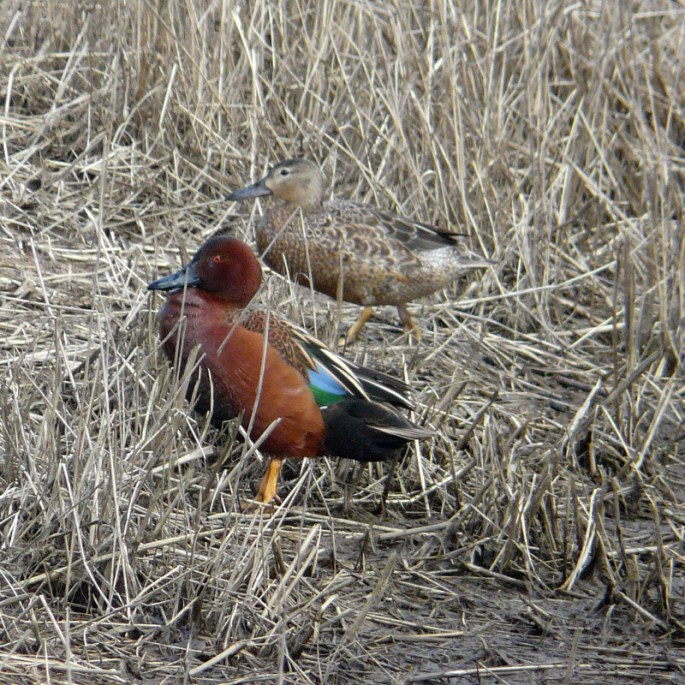 cinnamon teal on bank