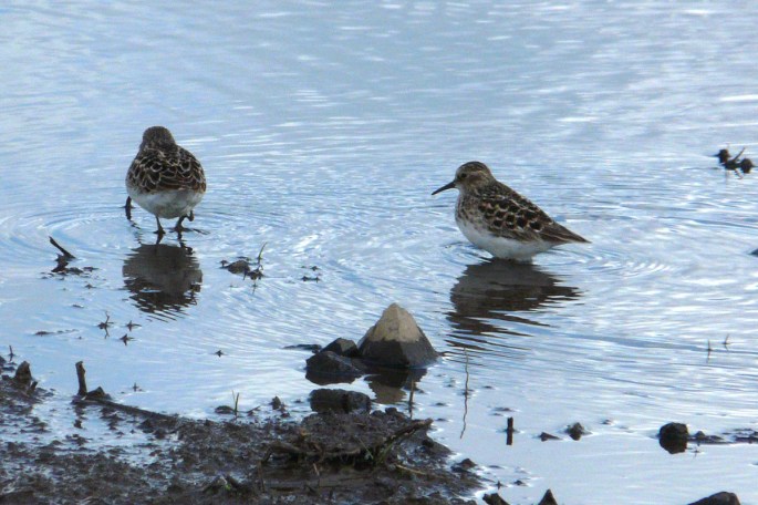 least sandpipers