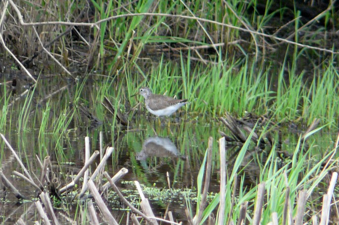 solitary sandpiper