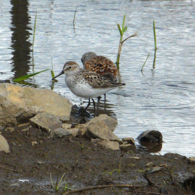western sandpiper with dunlin