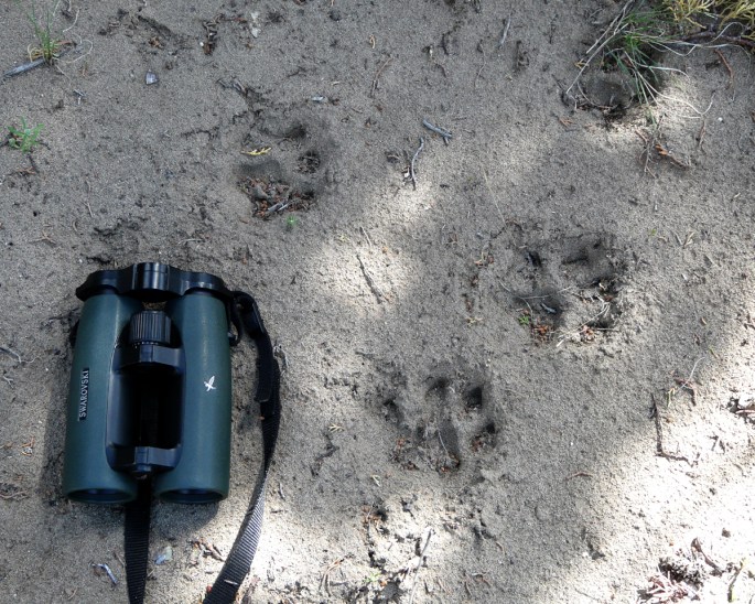 cougar tracks