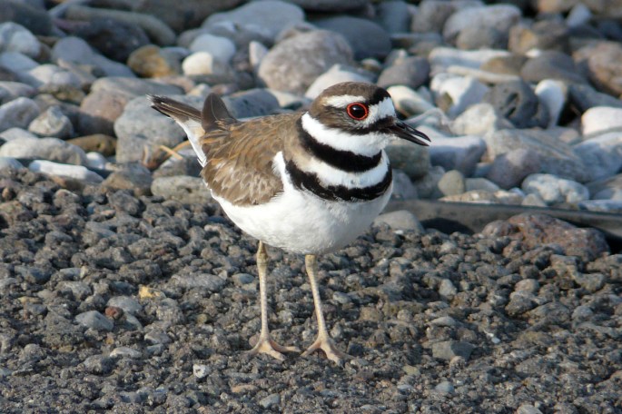 killdeer3