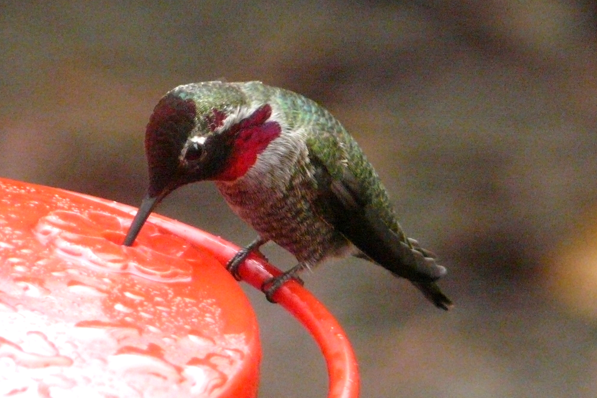 anna's hummingbird