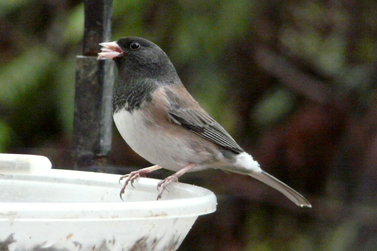 dark-eyed junco