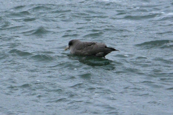 northern fulmar